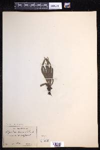 Lepisorus thunbergianus image
