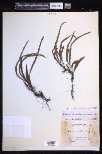 Lepisorus ussuriensis image