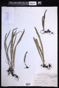 Lepisorus thunbergianus image