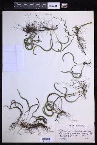 Lepisorus ussuriensis image