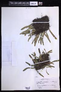 Lepisorus ussuriensis image