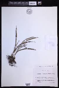 Lepisorus thunbergianus image