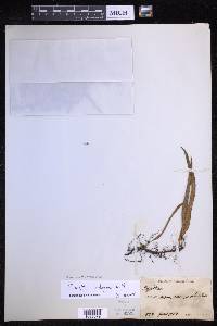 Lepisorus thunbergianus image