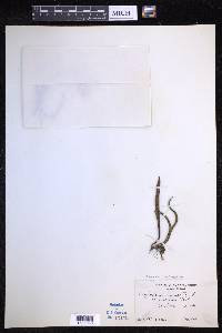 Lepisorus thunbergianus image