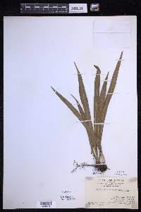 Lepisorus thunbergianus image