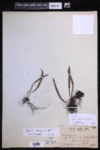 Lepisorus thunbergianus image