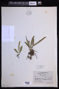 Lepisorus thunbergianus image
