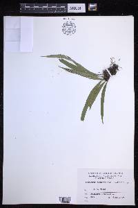 Lepisorus thunbergianus image
