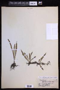 Lepisorus thunbergianus image