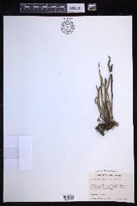 Lepisorus thunbergianus image