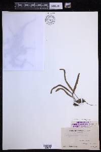 Lepisorus thunbergianus image