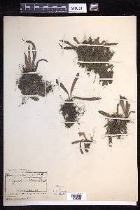 Lepisorus thunbergianus image