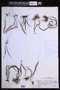 Lepisorus ussuriensis image