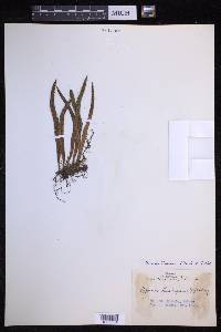 Lepisorus thunbergianus image