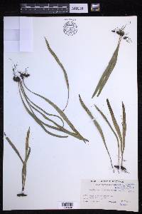 Lepisorus thunbergianus image