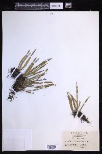 Lepisorus thunbergianus image