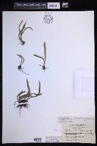 Lepisorus thunbergianus image
