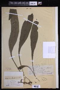 Lepisorus zippelii image