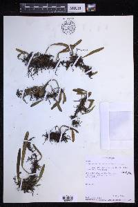 Loxogramme lanceolata image