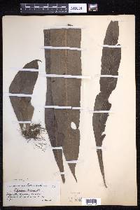 Lepisorus zippelii image