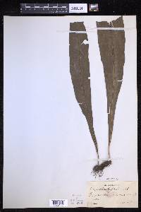 Lepisorus zippelii image