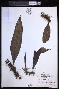 Lepisorus zippelii image