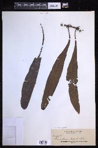 Lepisorus zippelii image