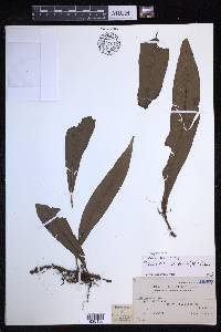 Lepisorus zippelii image