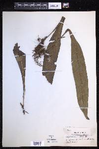 Lepisorus zippelii image