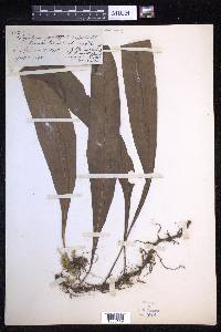 Lepisorus zippelii image