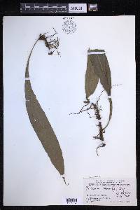 Lepisorus zippelii image