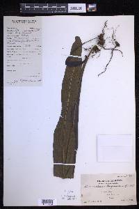 Microsorum longissimum image