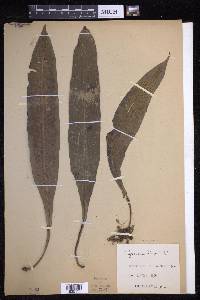 Lepisorus zippelii image