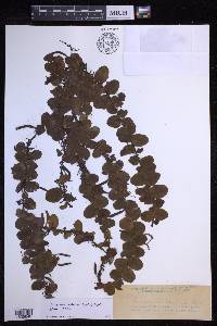 Loxogramme conferta image