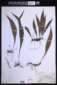 Lepisorus zippelii image