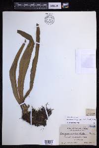 Loxogramme scolopendrioides image