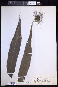 Lepisorus zippelii image