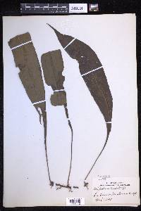 Lepisorus zippelii image