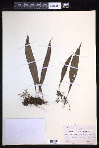 Lepisorus zippelii image