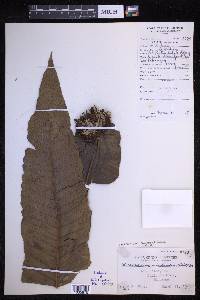 Microsorum congregatifolium image