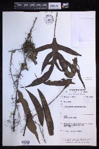 Microsorum papuanum image