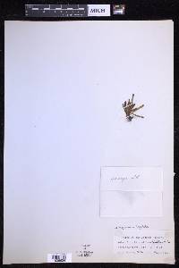 Oreogrammitis ligulata image