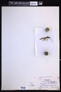 Oreogrammitis ligulata image