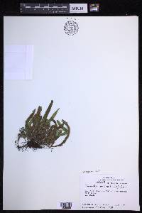 Oreogrammitis havilandii image