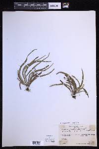 Oreogrammitis ligulata image