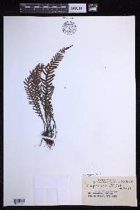Oreogrammitis curtisii image