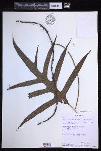 Microsorum scolopendria image
