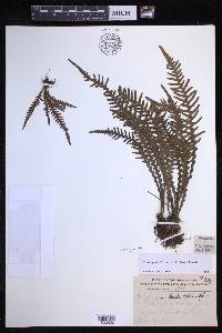 Oreogrammitis curtisii image