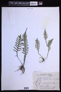 Oreogrammitis curtisii image