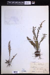 Oreogrammitis curtisii image
